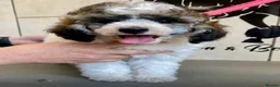 Miniature Poodle dogs for sale: Small Fluffy Miniature Poodles - Advert 5