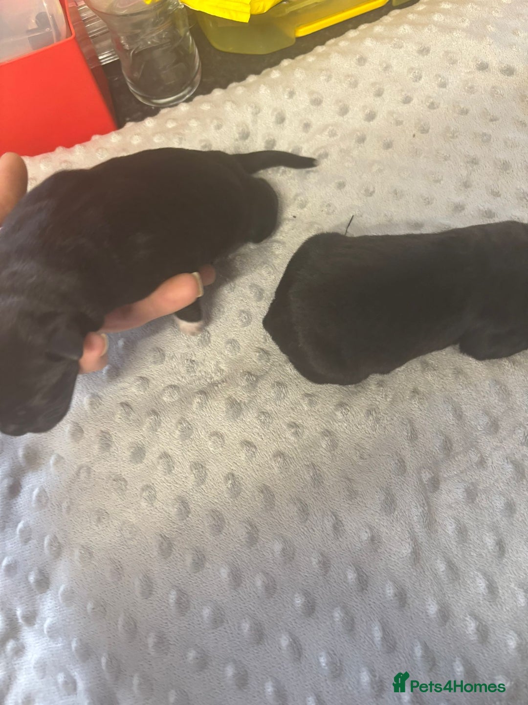 Mixed Breed dogs for sale: Huge American akita x cane corso pups - Image 7