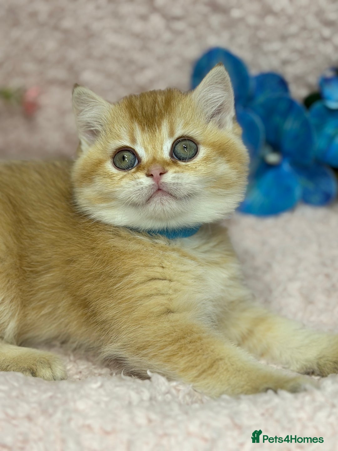 British Shorthair cats for sale: British shh golden, silver  GCCF kittens  - Advert 10