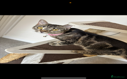 American Shorthair cats for sale: Female cat 1 year old  - Image 1