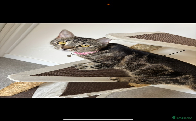 American Shorthair cats - Advert 13