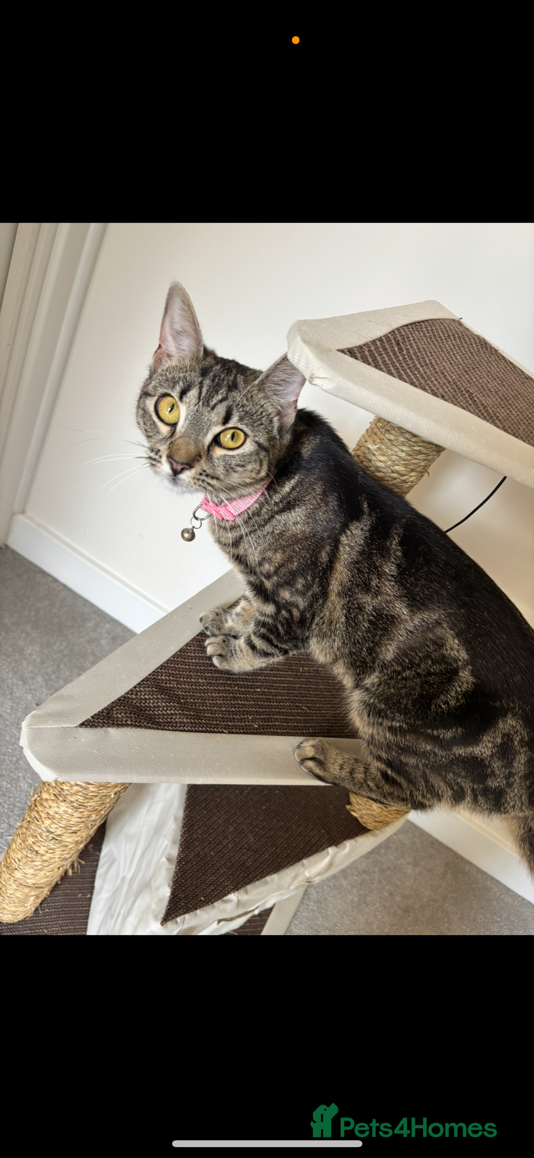 American Shorthair cats for sale: Female cat 1 year old  - Image 1