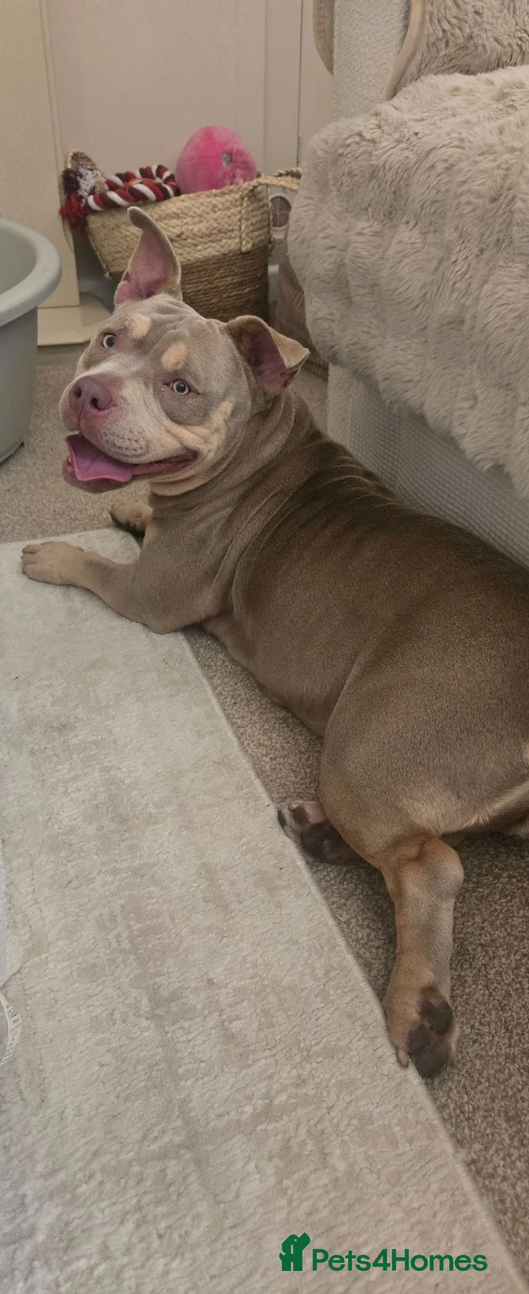 American Bully dogs for sale: American pocket bully in Ferndale - Advert 2