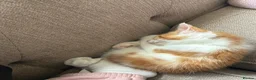 Mixed Breed cats for sale: Kitten - 9 weeks - Advert 5