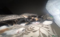 Domestic Shorthair cats for sale: Frankie  - Advert 6