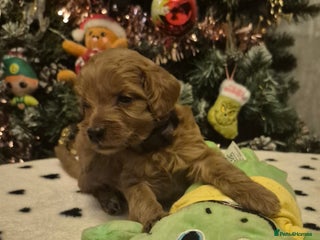 Cavapoo dogs 🧡 HEALTH TESTED F1B CAVAPOO PUPPIES🧡 - Advert 9