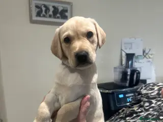 Labrador Retriever dogs 2024 igl championship winning sired Labradors - Advert 2