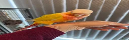 Conures birds for sale: Pineapple conure for sale with cage - Advert 8