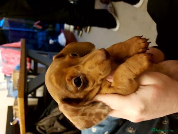 Miniature Dachshund dogs Beautiful Mini Dachshund Puppies READY  - Advert 1