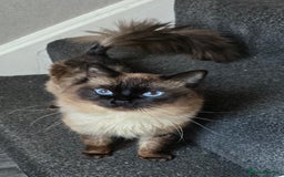 Maine Coon cats for sale: Mainecoon x ragdoll male cat  - Advert 4