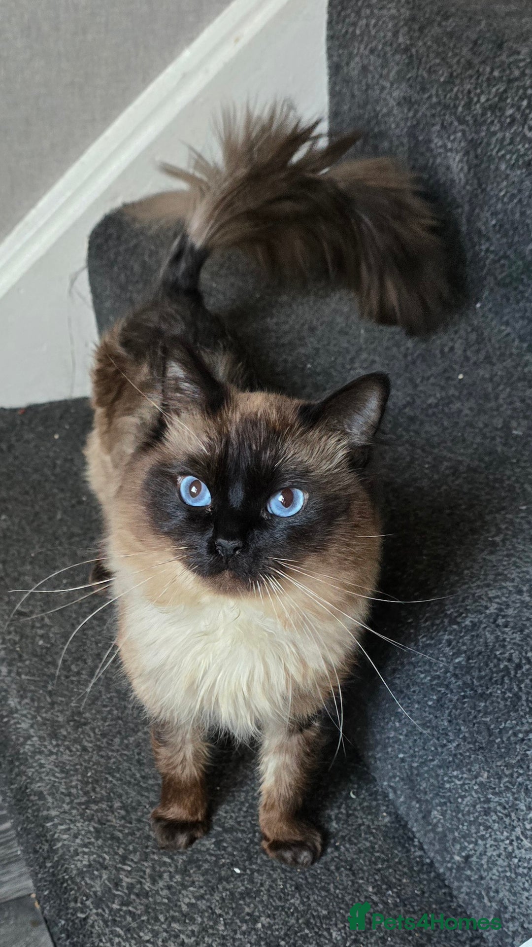 Maine Coon cats for sale: Mainecoon x ragdoll male cat  - Advert 4