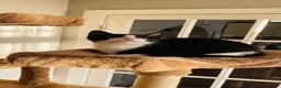 Mixed Breed cats for sale: Kittens for sale ,mixed breed, wonderful behaviour - Advert 9