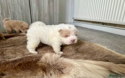 Shar Pei dogs for sale: Top quality bear coat sharpei  - Image 8