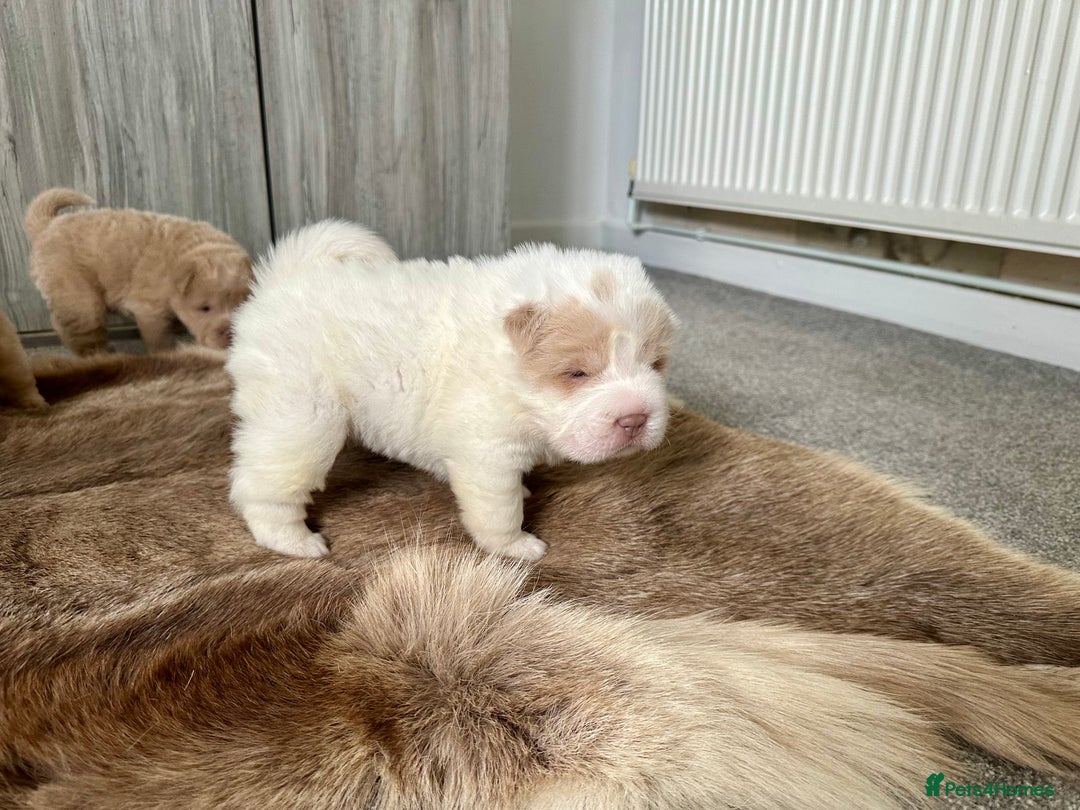 Shar Pei dogs for sale: Top quality bear coat sharpei  - Image 8