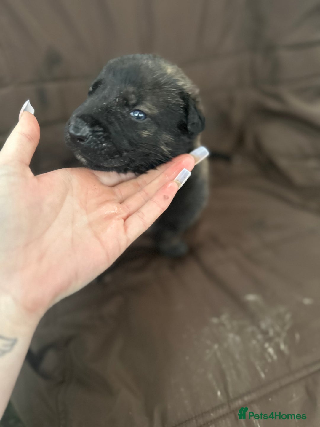 Mixed Breed dogs for sale: Dutch Herder Puppies  - Advert 20