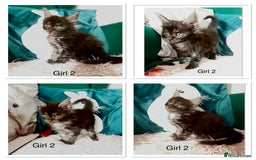 Maine Coon cats for sale: XXL Maine Coon kittens 🔥rare Black Smoke  - Image 29