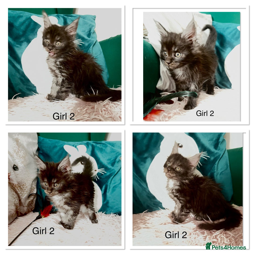 Maine Coon cats for sale: XXL Maine Coon kittens 🔥rare Black Smoke  - Image 29