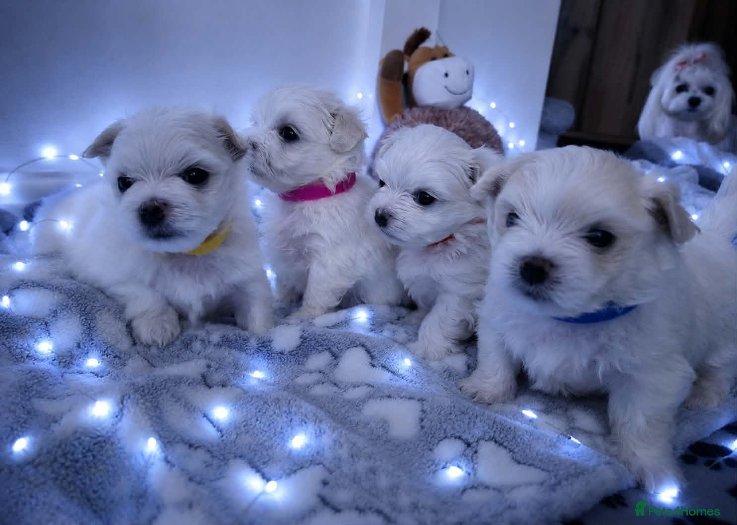 Maltese dogs 🐶4 Beautiful Maltese Puppies – 3 Boys & 1 Girl - Advert 2