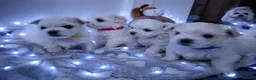 Maltese dogs for sale: 🐶4 Beautiful Maltese Puppies – 3 Boys & 1 Girl - Advert 1