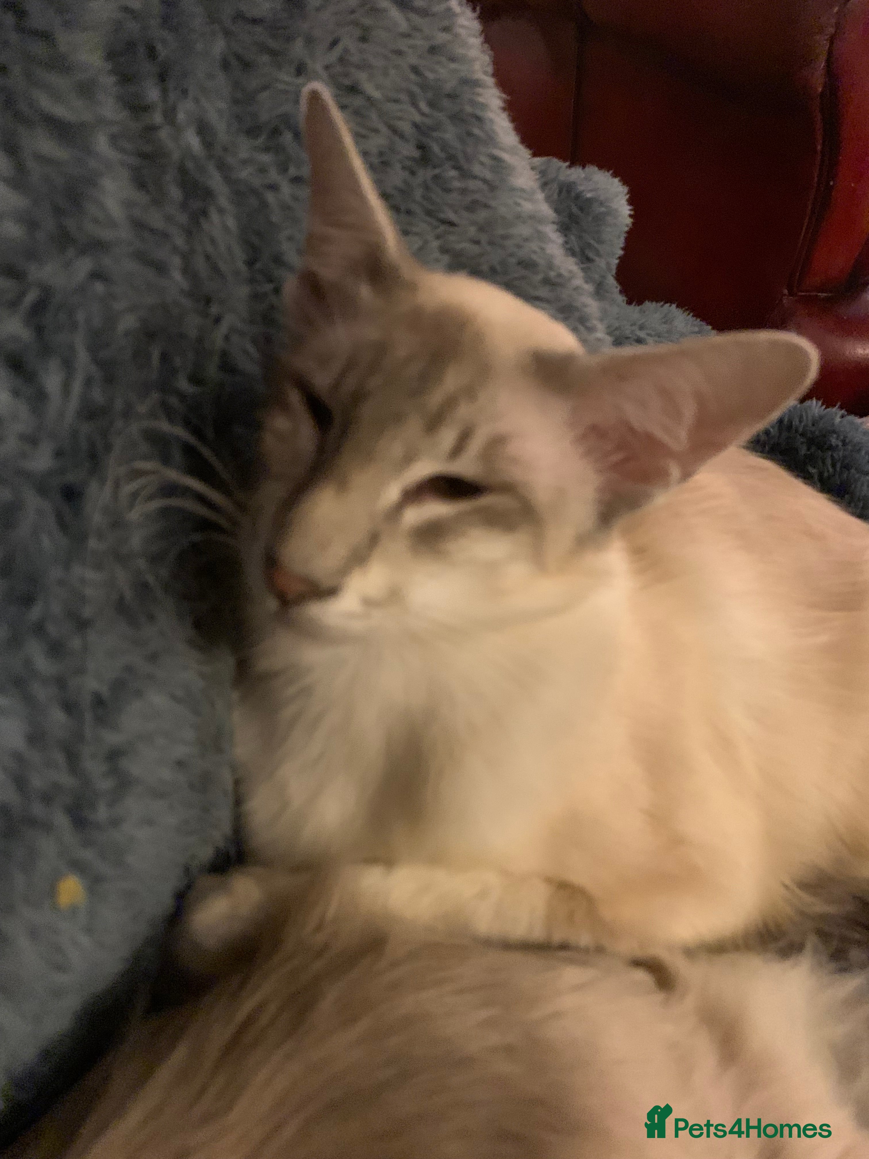 Siamese cats Blue tabby point and cinnamon tabby point boys - Advert 4