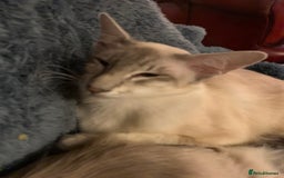 Siamese cats for sale: Blue tabby point and cinnamon tabby point boys - Image 1