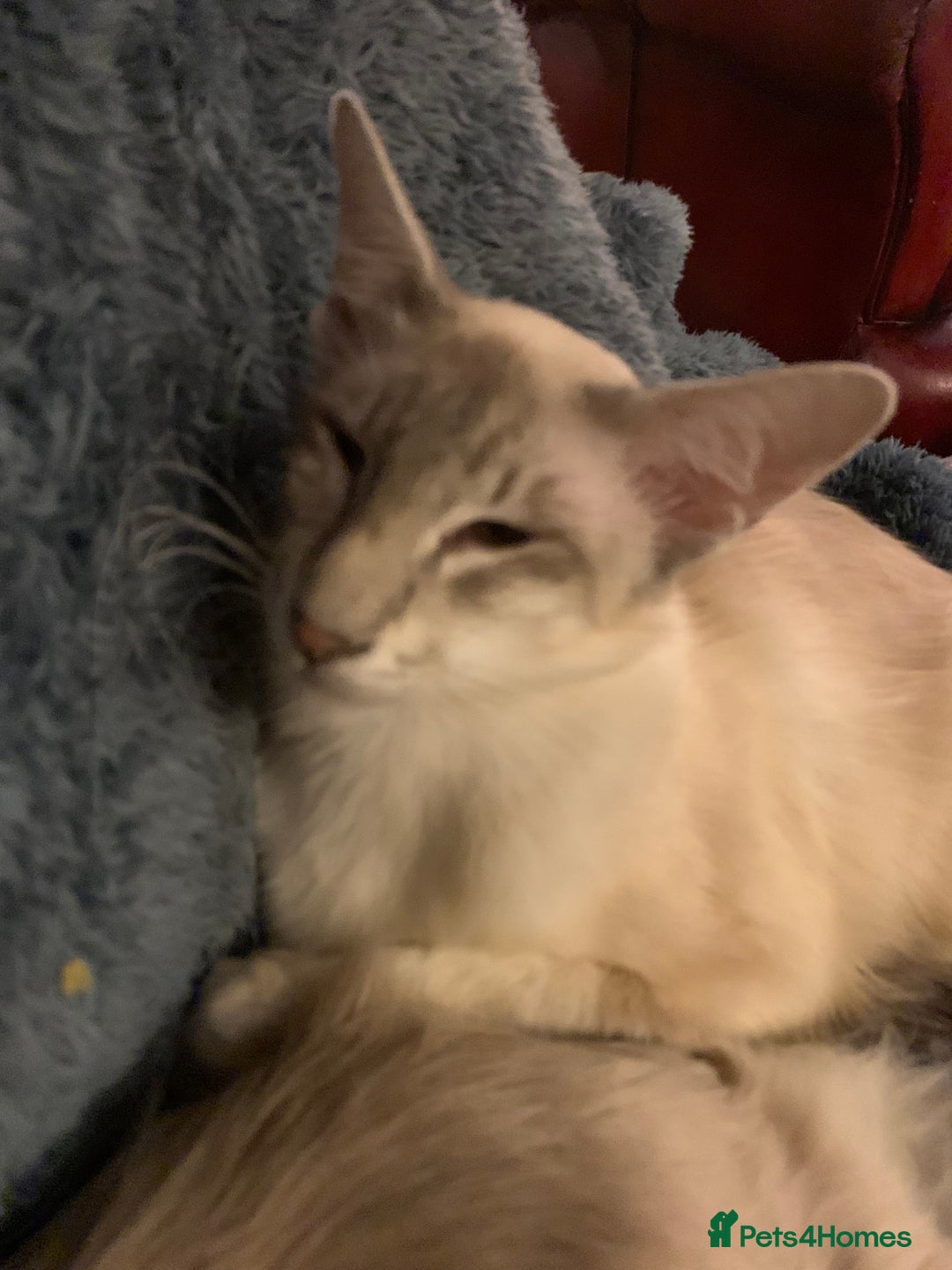 Siamese cats for sale: Blue tabby point and cinnamon tabby point boys - Image 1