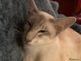 Siamese cats - Advert 2