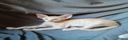 Oriental cats for sale: Beautiful oriental Siamese kitten  - Advert 8