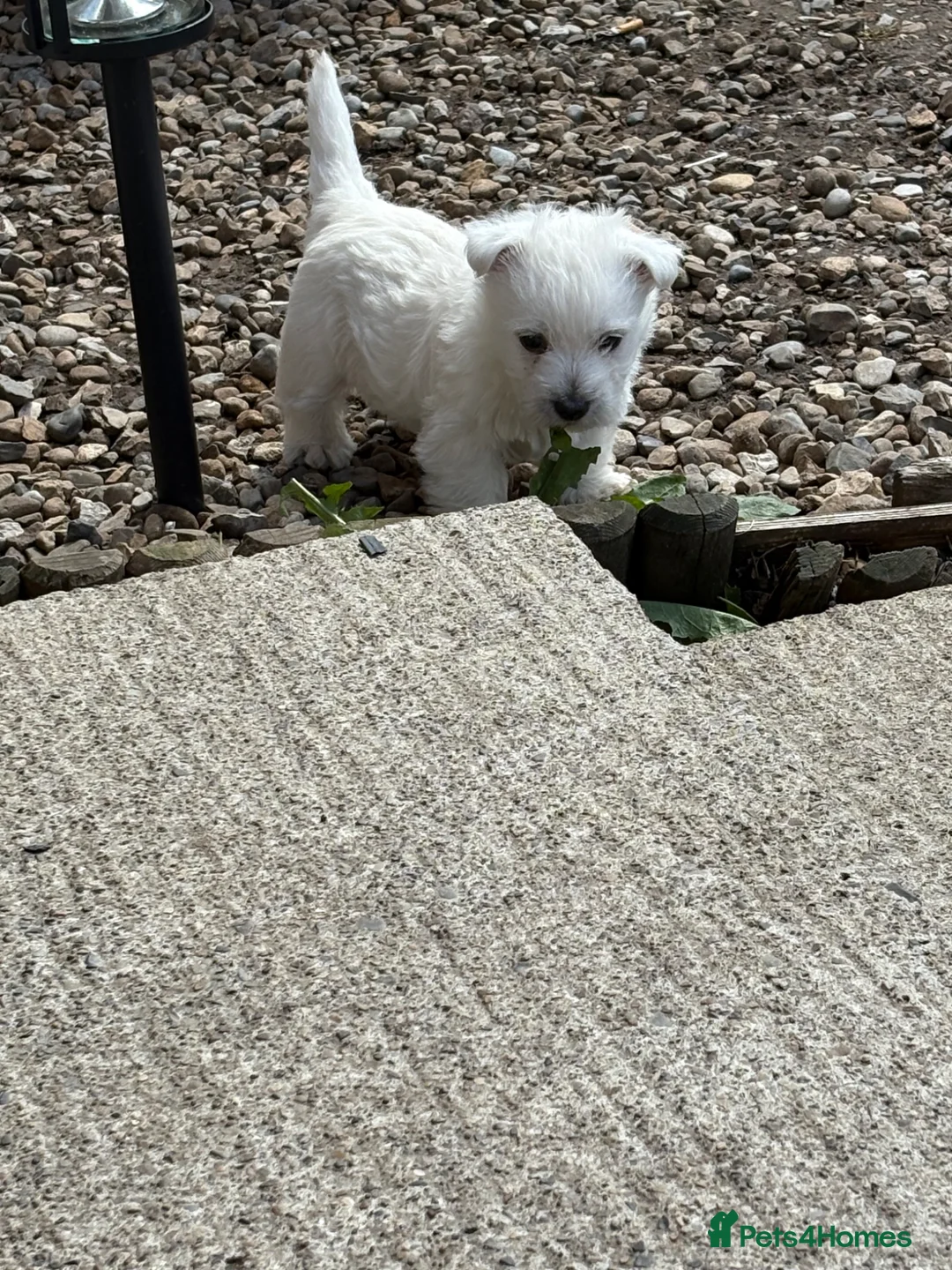 West Highland Terrier dogs for sale: WEST HIGHLAND TERRIER PUPPIES - Advert 2