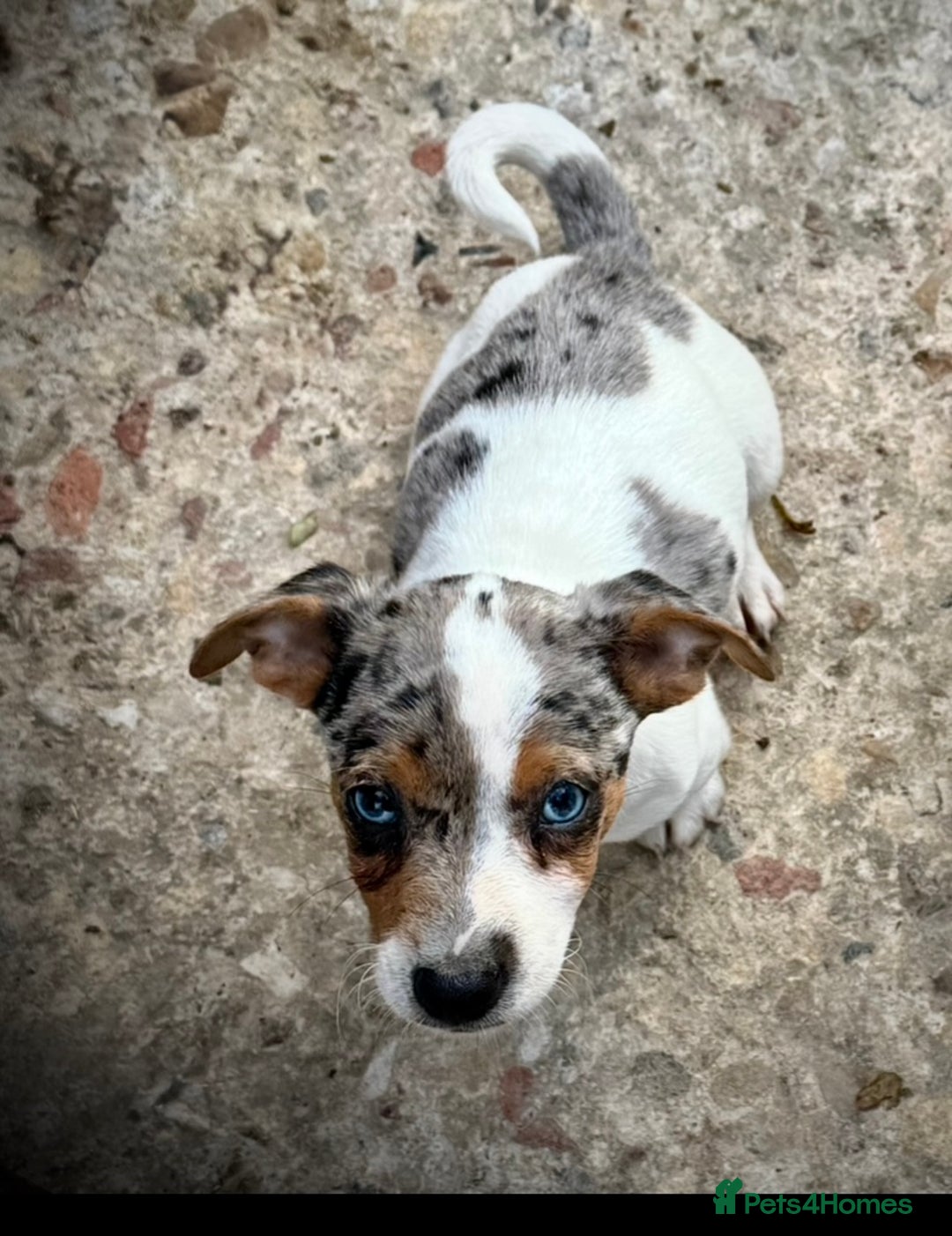 Jack Russell dogs for sale: Outstanding jack russels  - Image 25