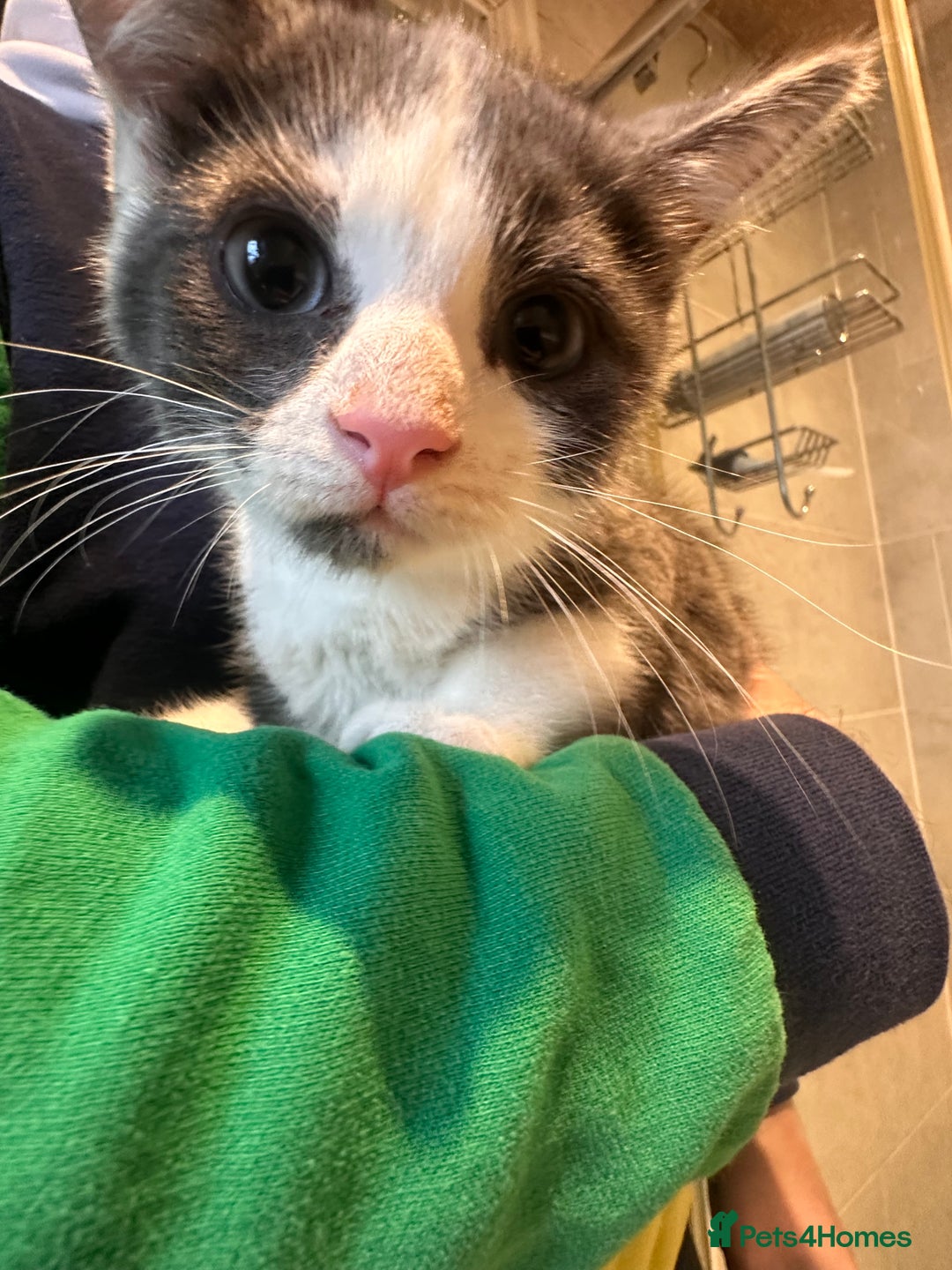 Mixed Breed cats for sale: Returned little guy - Advert 2