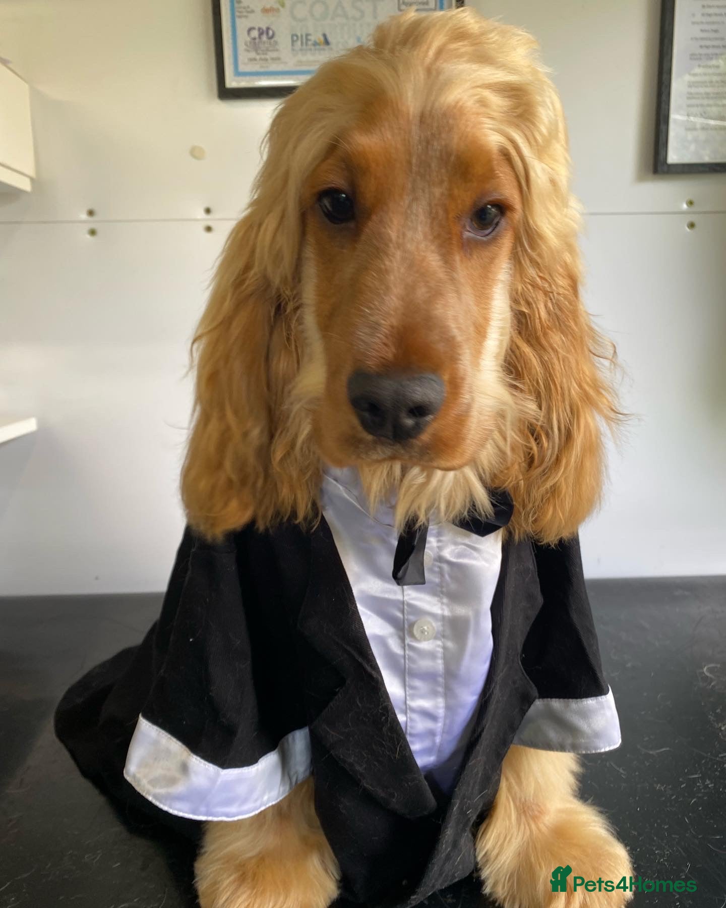 Cocker Spaniel dogs Stunning Show Cocker Spaniel in Doncaster - Advert 1