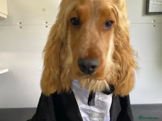 Cocker Spaniel dogs Stunning Show Cocker Spaniel in Doncaster - Advert 1