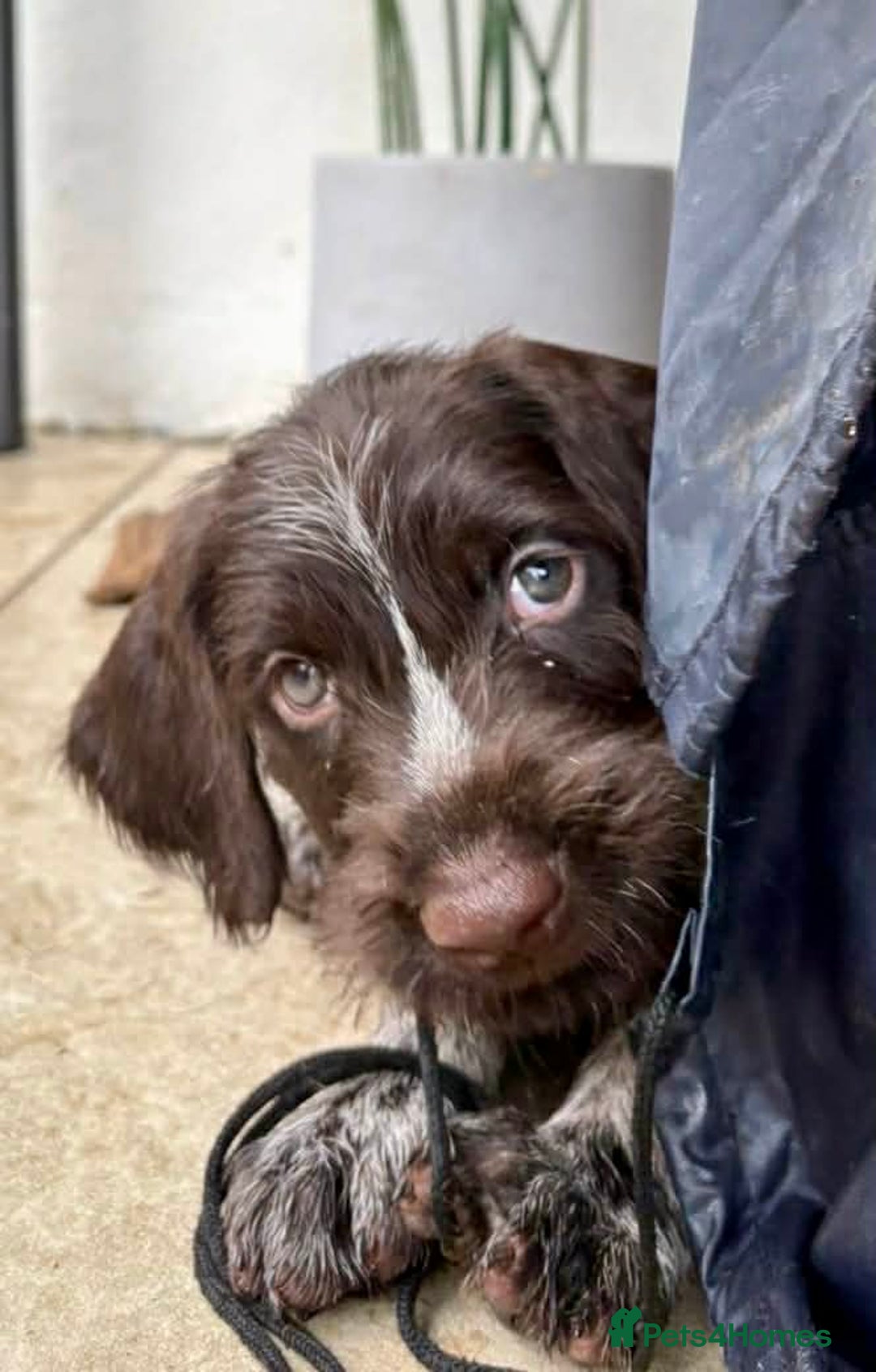 German Wirehaired Pointer dogs for sale: KC registered German Wirehaired Pointers - Advert 7