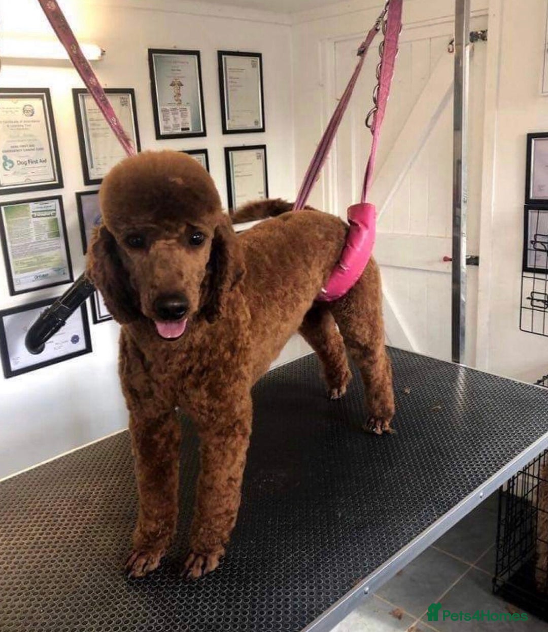 Cockapoo dogs for sale: COCKERPOO QUALITY HEALTH TESTED PUPPIES - Advert 13