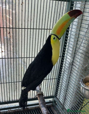 Cockatoo birds - Advert 3