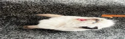 Persian cats for sale: Mrs H - Advert 3