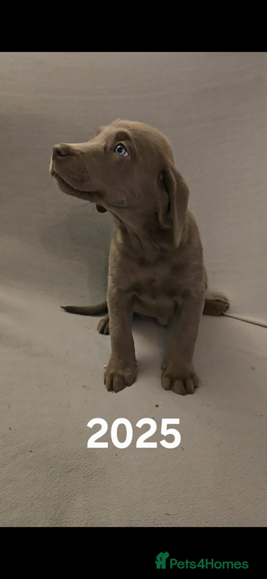 Labrador Retriever dogs for sale: Stunning silver Labradors  - Advert 21