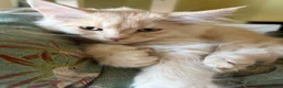 Maine Coon cats for sale: Gorgeous ChampionRussian line XL Mainecoon kittens - Advert 10