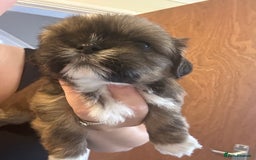 Shih Tzu dogs for sale: Girl pup shihtzu - Image 5