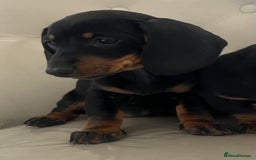 Miniature Dachshund dogs for sale: Beautiful mini dachshunds  - Image 6
