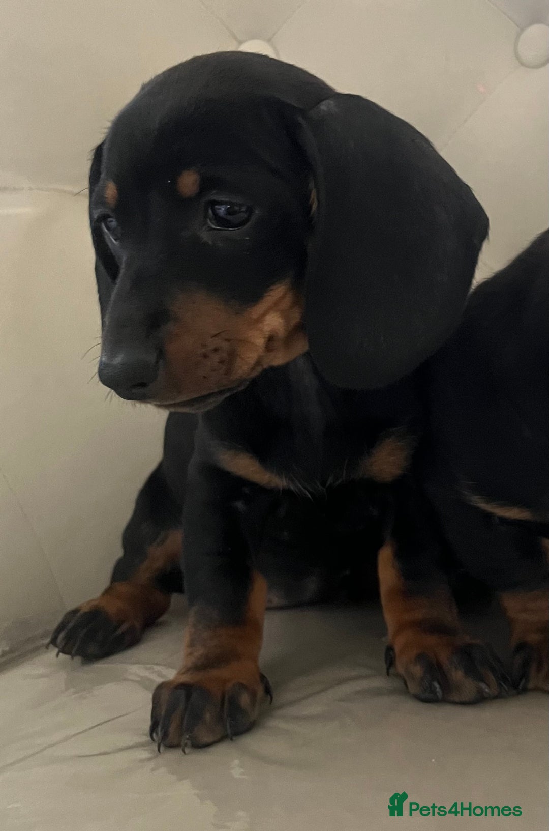 Miniature Dachshund dogs for sale: Beautiful mini dachshunds  - Image 6