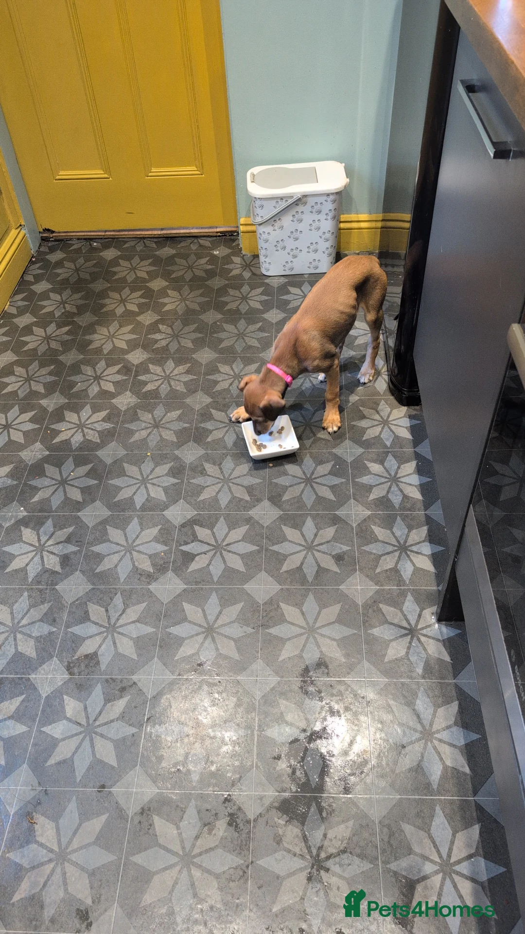 Mixed Breed dogs for sale: Lurcher  - Advert 2