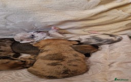 Chihuahua dogs for sale: Beautiful litter of 6 full chihuahuas  - Image 24