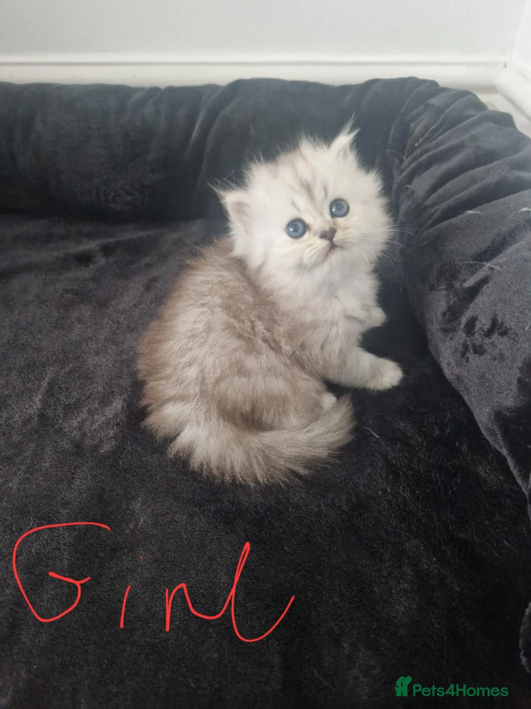 Persian cats for sale: Chinchilla Persian  - Advert 20