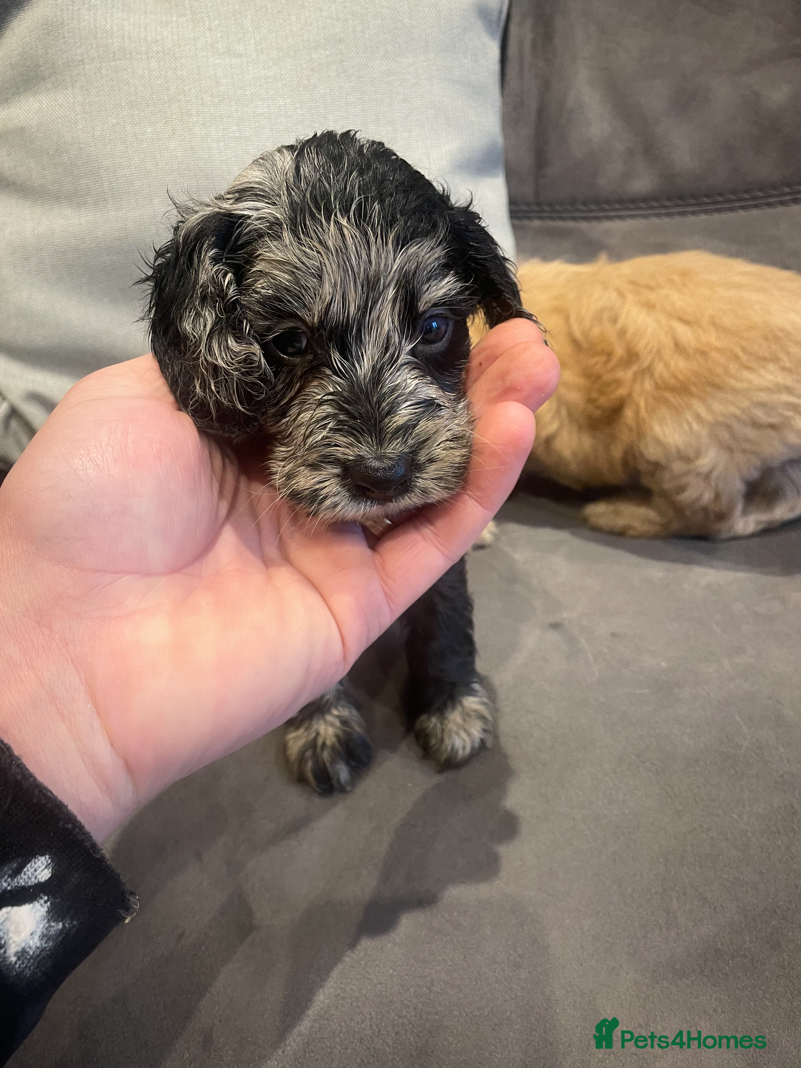 Cockapoo dogs Adorable cockapoo puppies - Advert 1