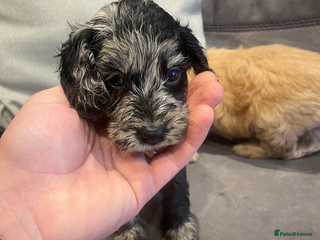 Cockapoo dogs Adorable cockapoo puppies - Advert 1