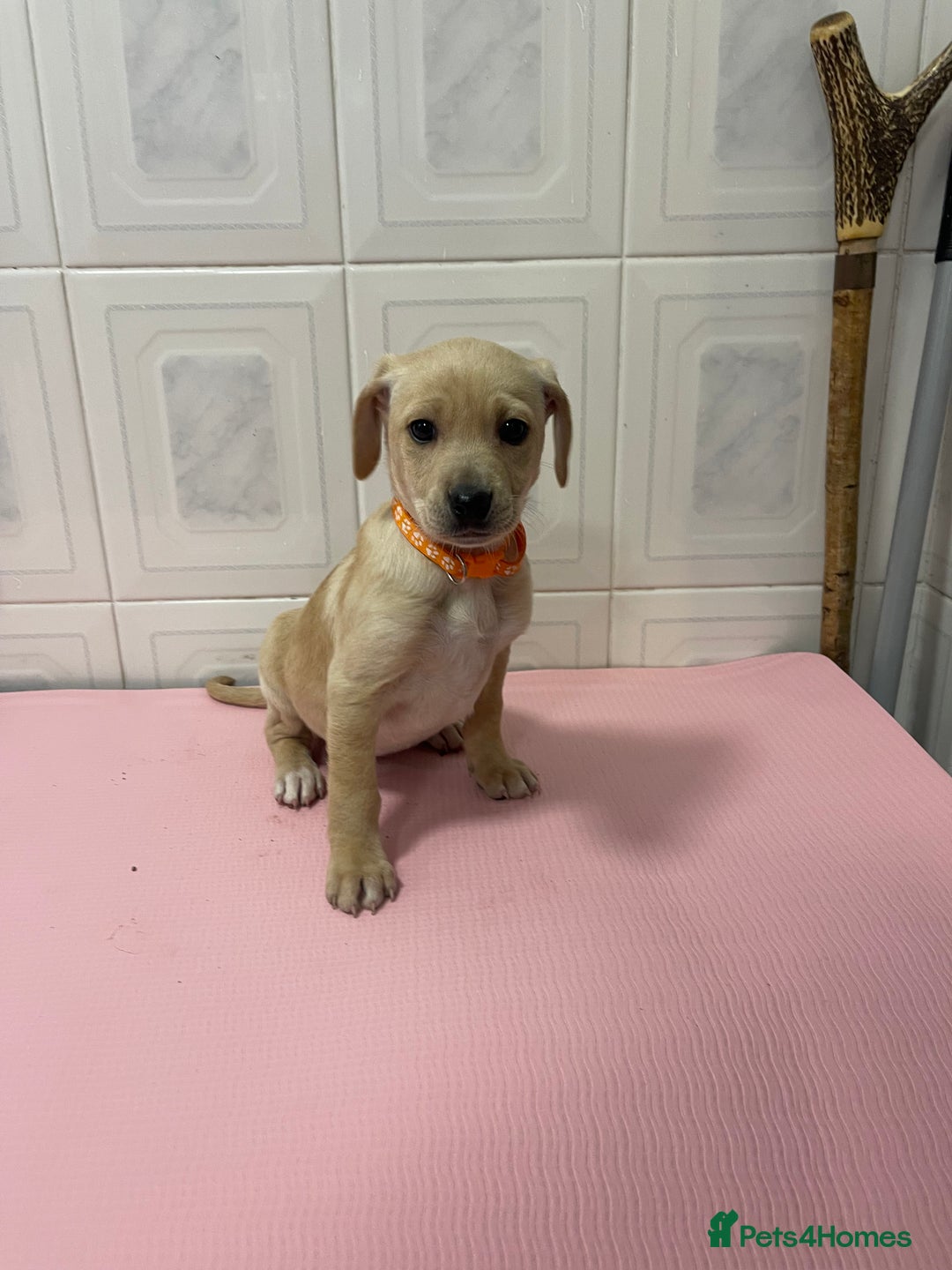 Jack Russell dogs for sale: 4 gorgeous girl ready now the perfect cams present - Advert 5