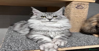 Maine Coon cats - Advert 4