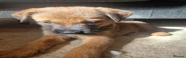 Mixed Breed 3